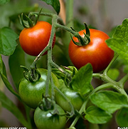 番茄营养方案