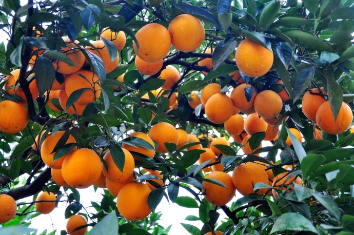 柑橘增产专用肥 果树增产叶面肥厂家 柑橘专用增产剂 膨大素